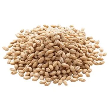 Barley