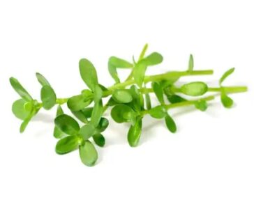 Brahmi