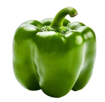 Capsicum