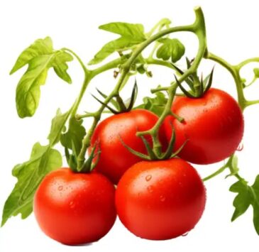 Tomato